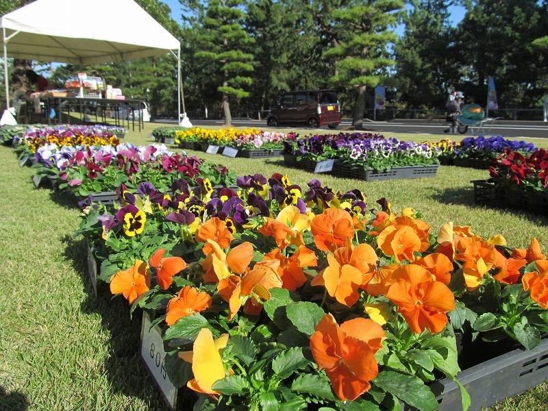 秋植えの花苗 球根の即売会 イベント 体験 氷見海浜植物園 富山県 晴れの日も 雨の日も 雪の日も 遊べる展示庭園