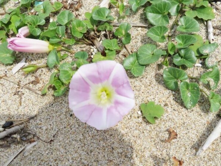 ハマヒルガオ（浜昼顔）松田江浜にて